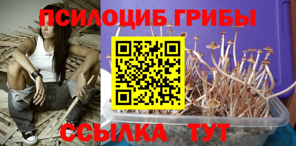 Галлюциногенные грибы Psilocybine cubensis  Вход с VPN  Шатура 